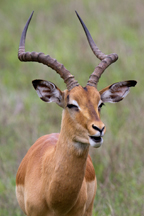 Male Impala